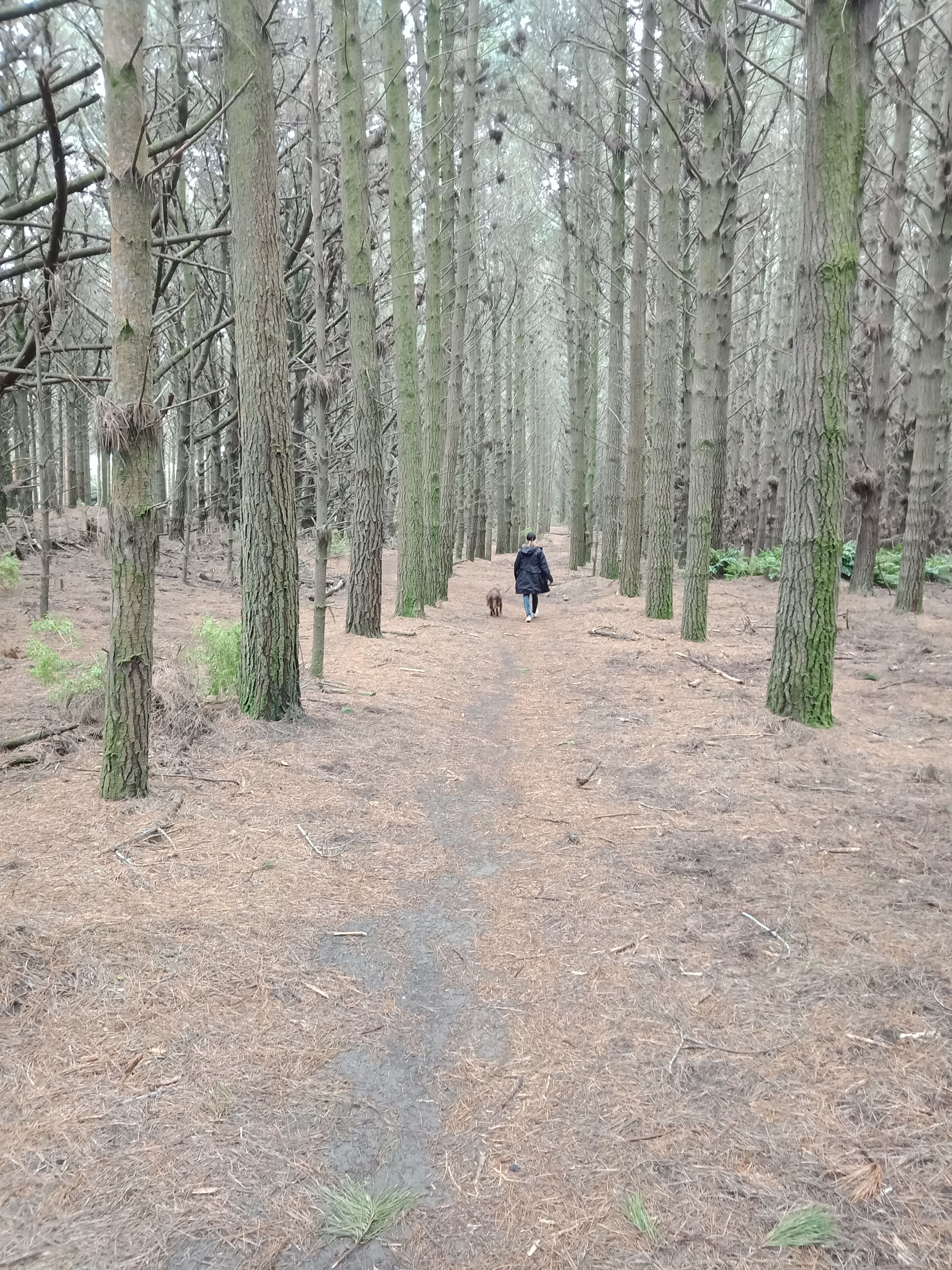A forest path with a person and a dog walking away from the viewer.