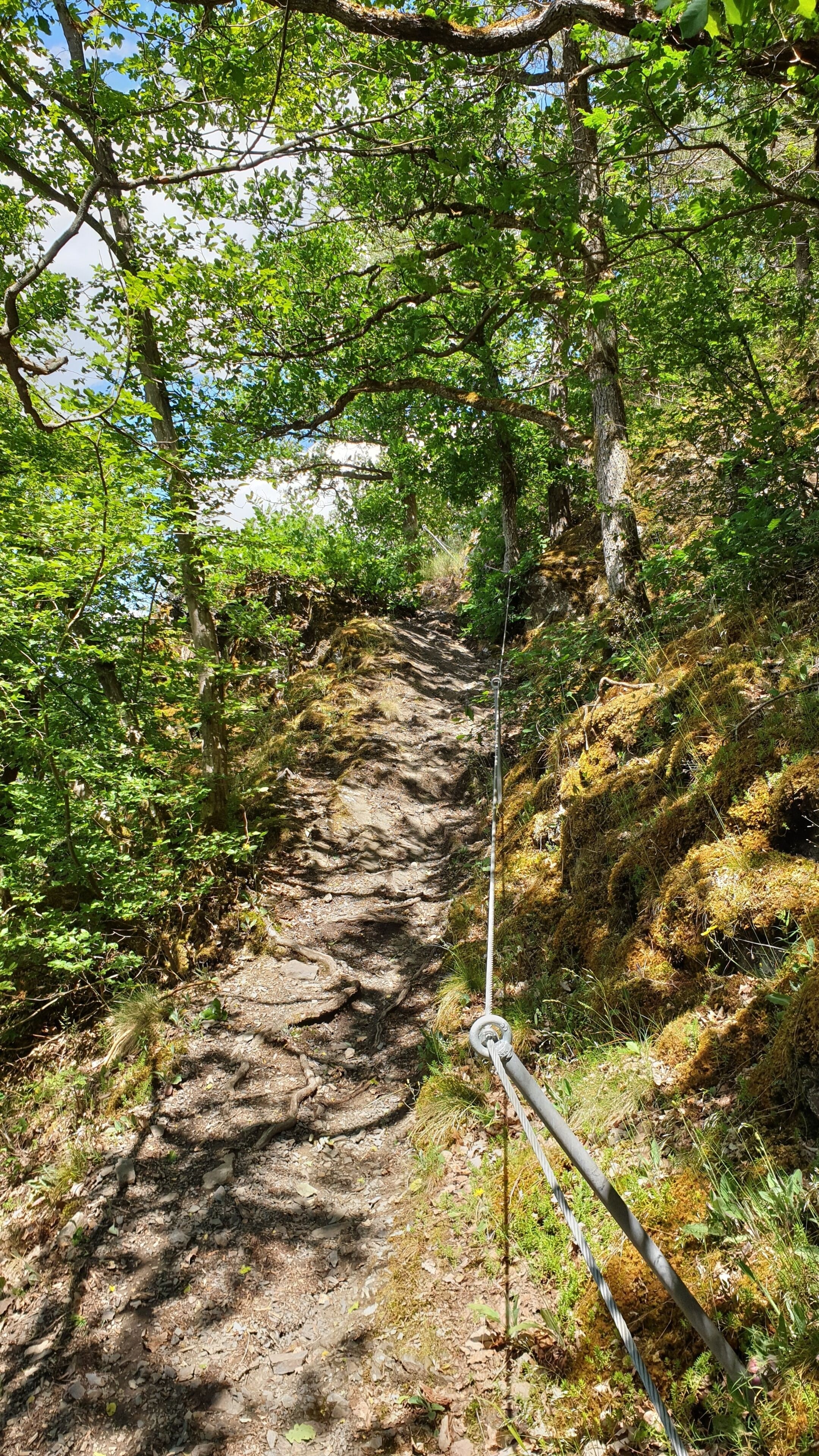 A forested hiking trail with a rope safety line.