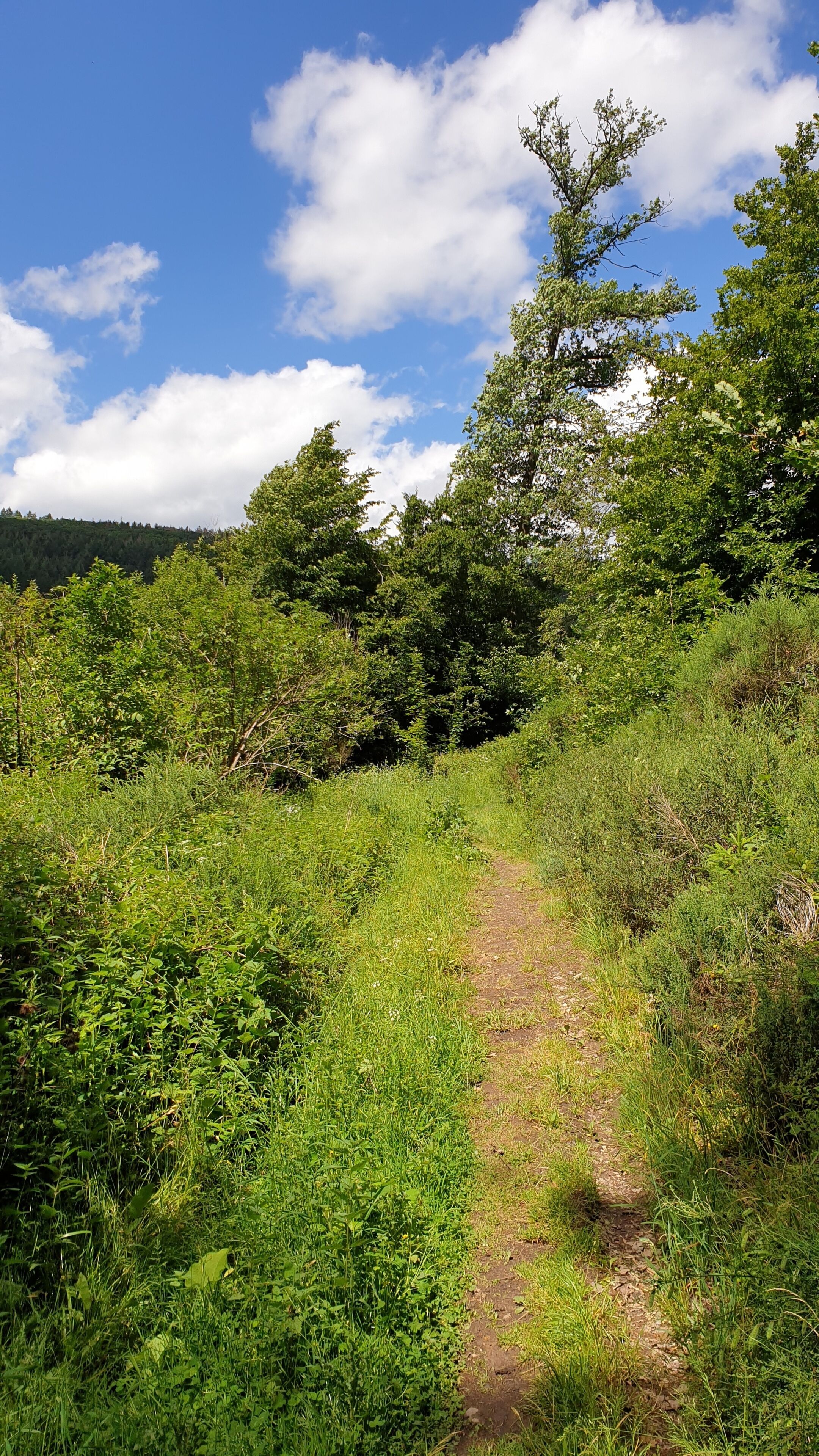 A natural landscape with a dirt path, dense greenery, and a clear blue sky.