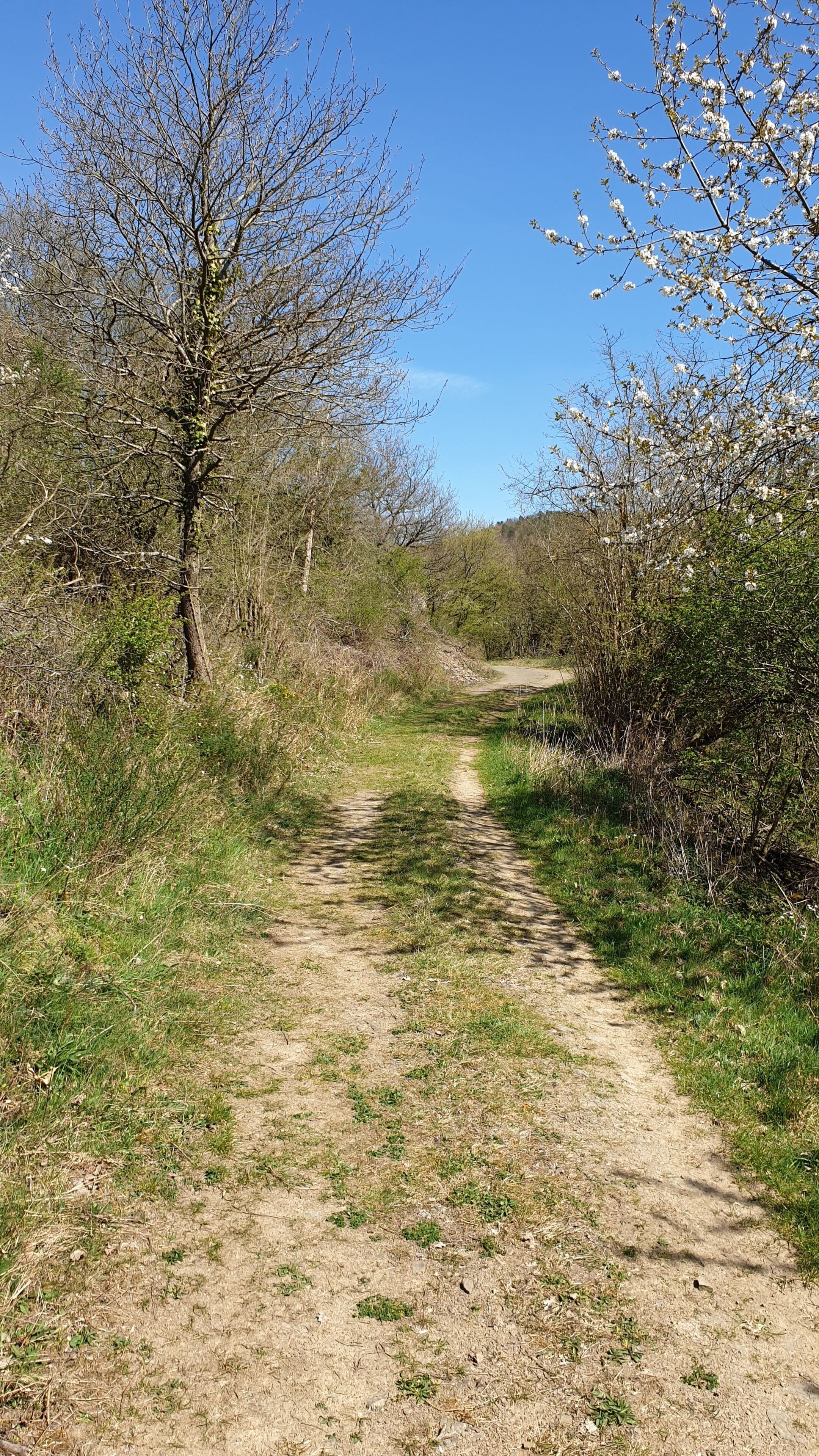 Ein unbefestigter Weg durch eine natürliche Landschaft mit Bäumen und Sträuchern.