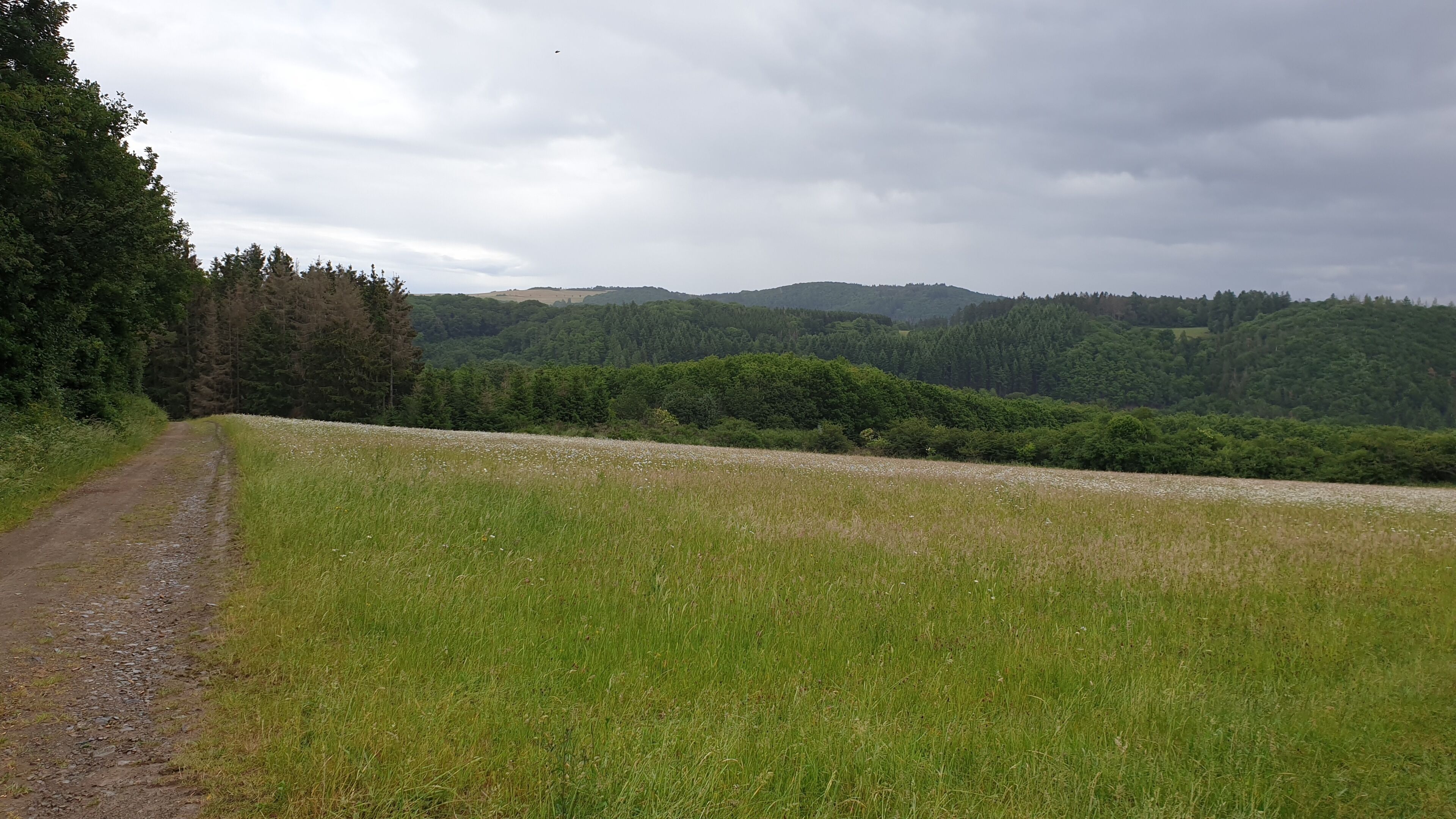 Un paisaje rural con un camino de tierra que serpentea por un campo cubierto de hierba hacia una colina boscosa.