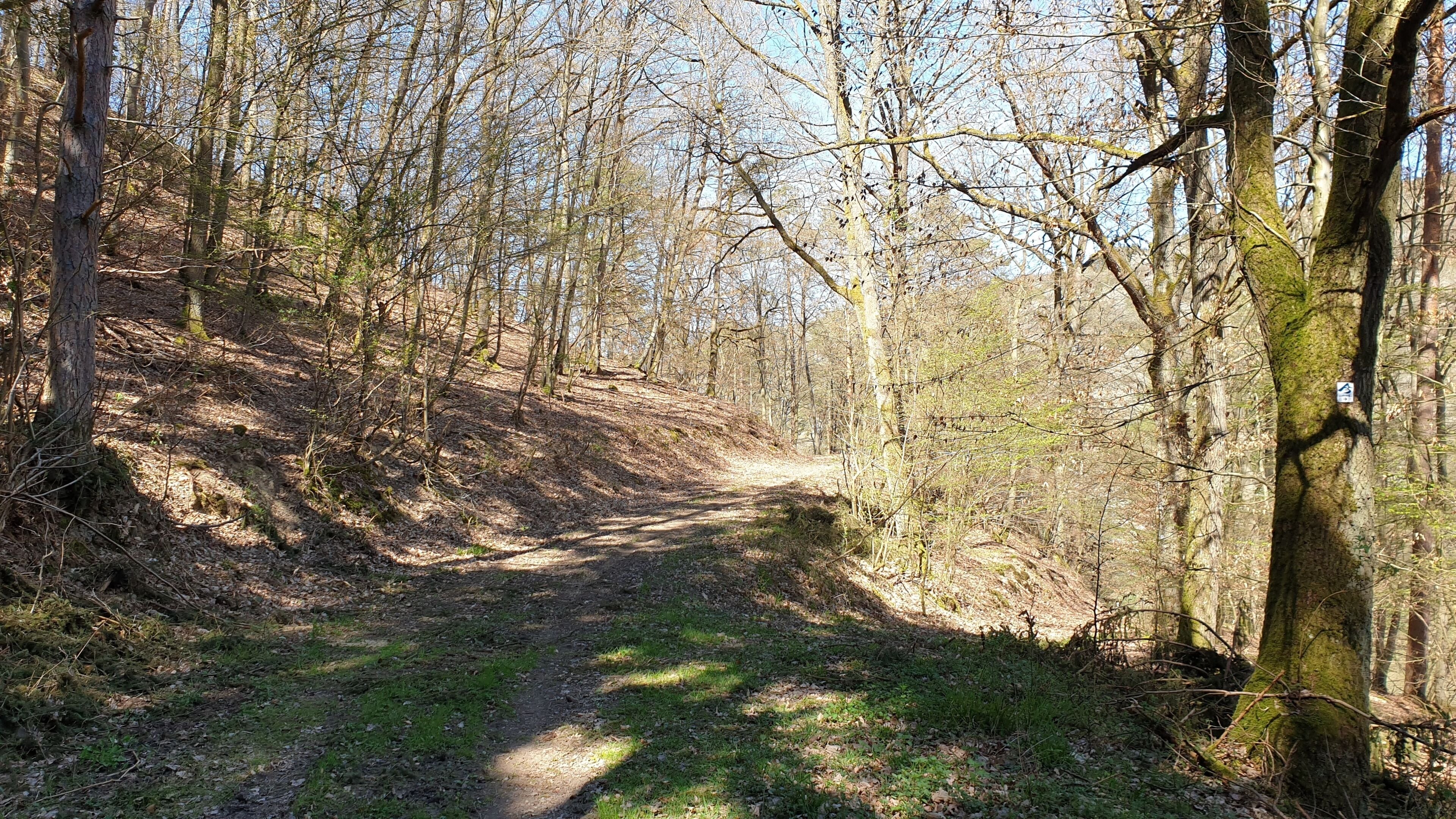 Un sentiero boschivo con alberi e cielo sereno.