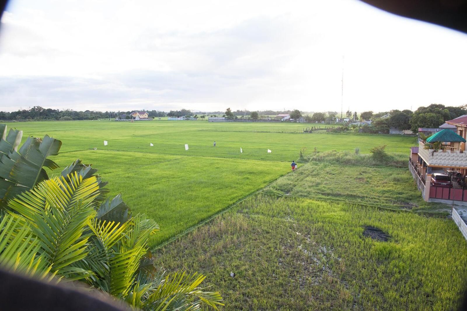 A view of a green field with a person walking, a building with a red roof, and a palm tree in the foreground.