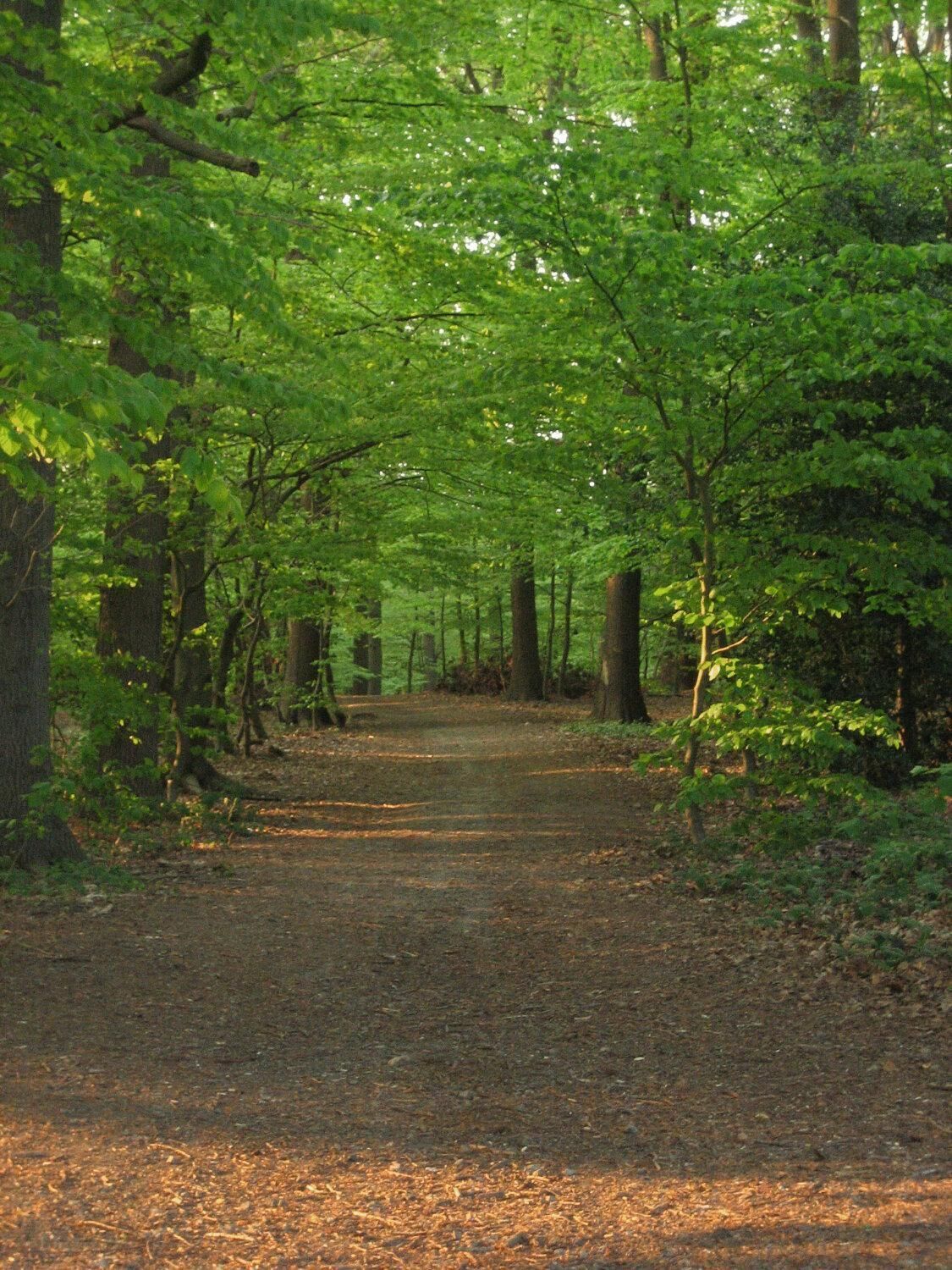 Ein Waldweg, umgeben von hohen Bäumen.