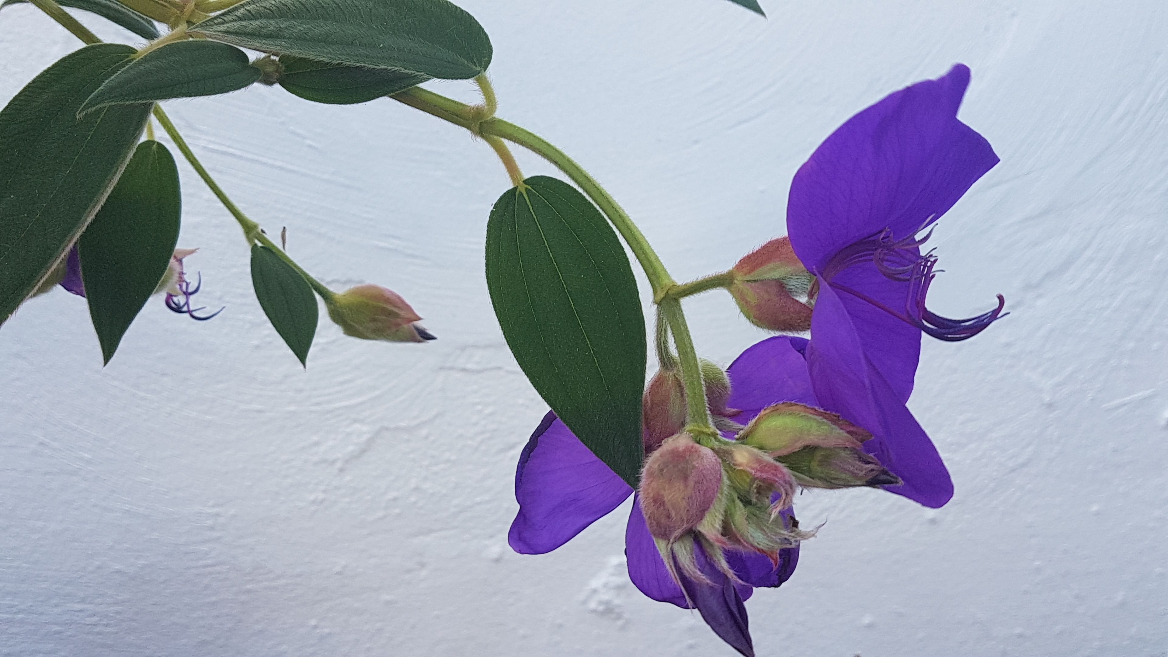 A plant with purple flowers and green leaves against a plain background.