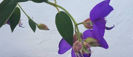 A plant with purple flowers and green leaves against a plain background.