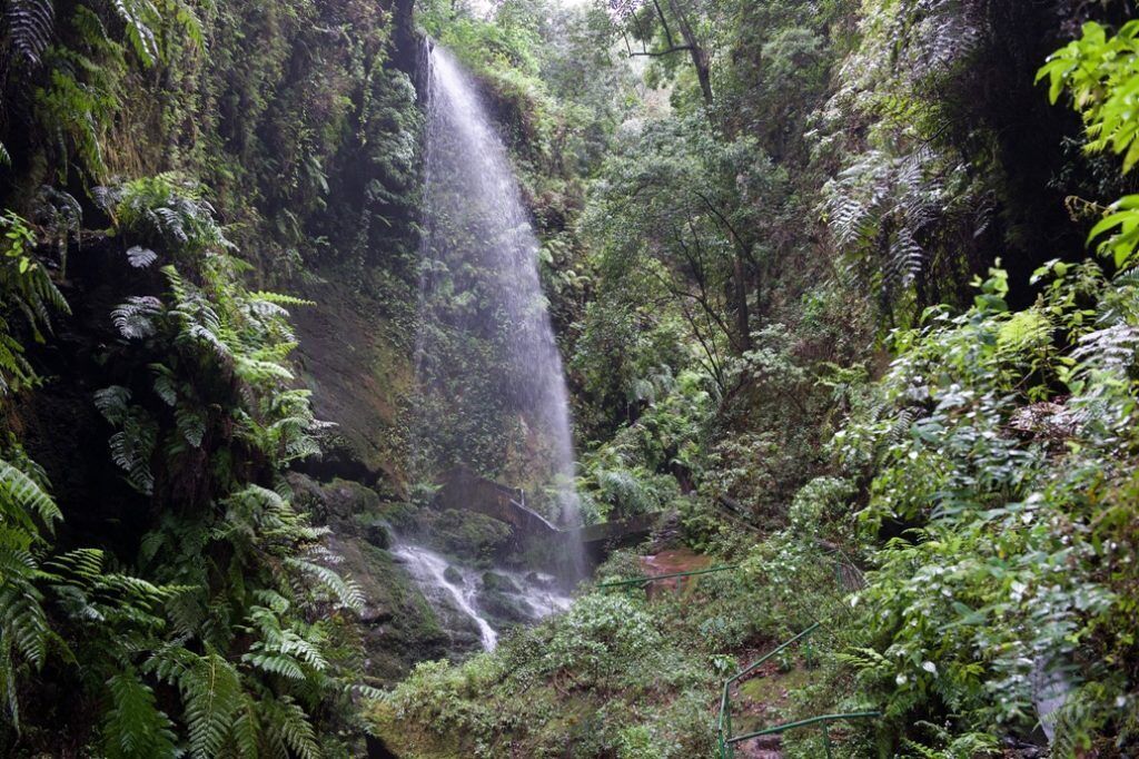 Une forêt luxuriante et verdoyante, avec une cascade.