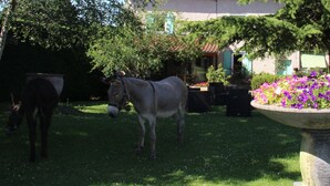 A horse in a grassy area with a flower bed and a building in the background. - La Ferme de Capucine (Culhat)