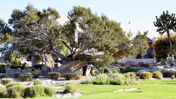A landscaped garden with a large tree, rocks, and a building in the background. - Paradise At Rossmund Golf 5 Swakopmund (Swakopmund)