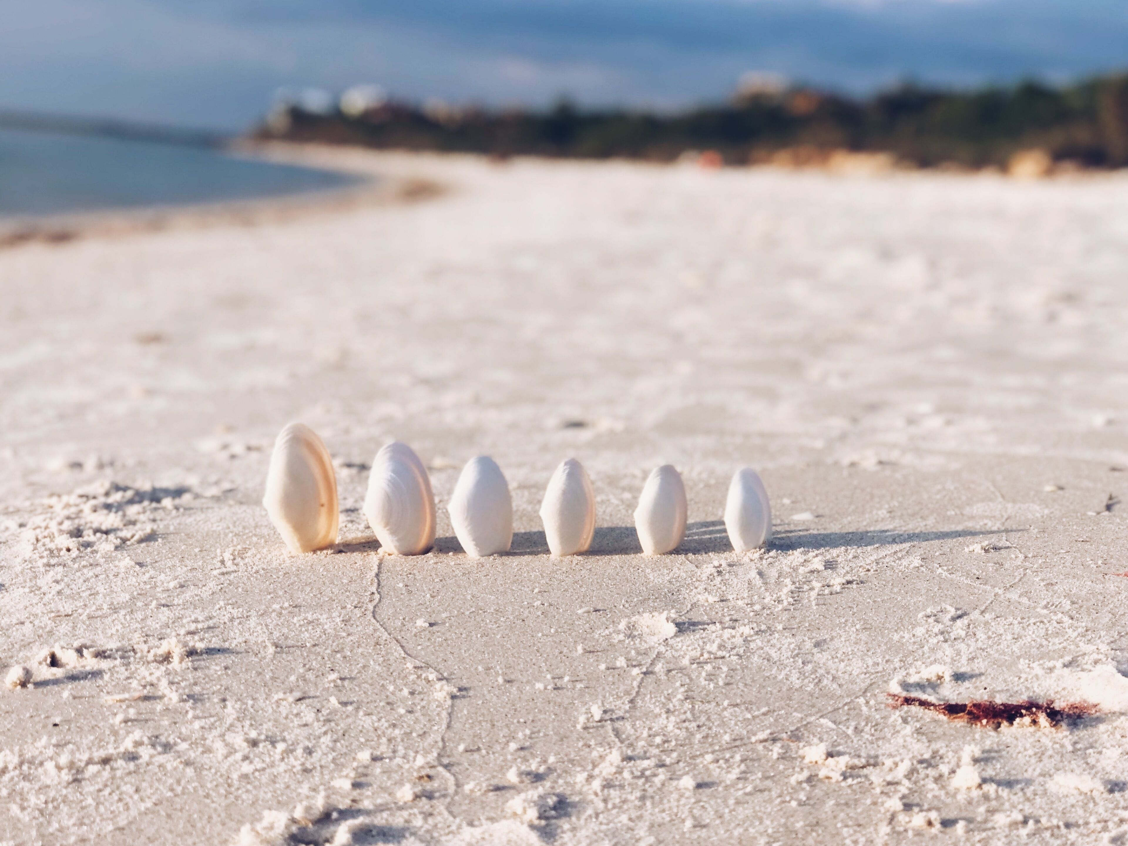 A row of white eggs on a sandy beach with a blurred background of trees and water.