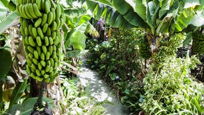 A lush banana plantation with large banana leaves and clusters of green bananas. - Finca Arminda (Villa de Mazo)