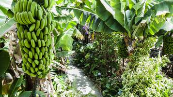 Jardin