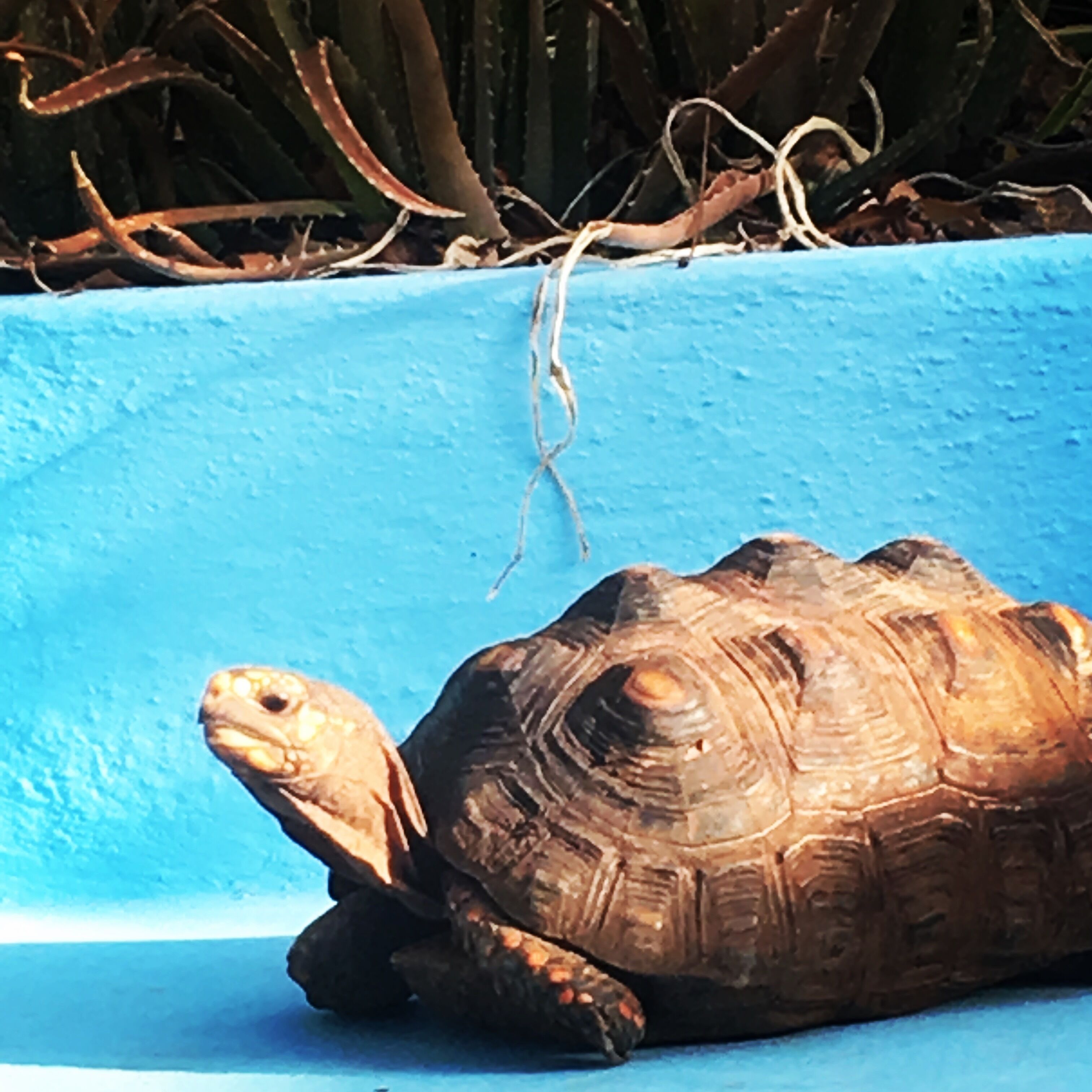Een schildpad op een blauwe bank.