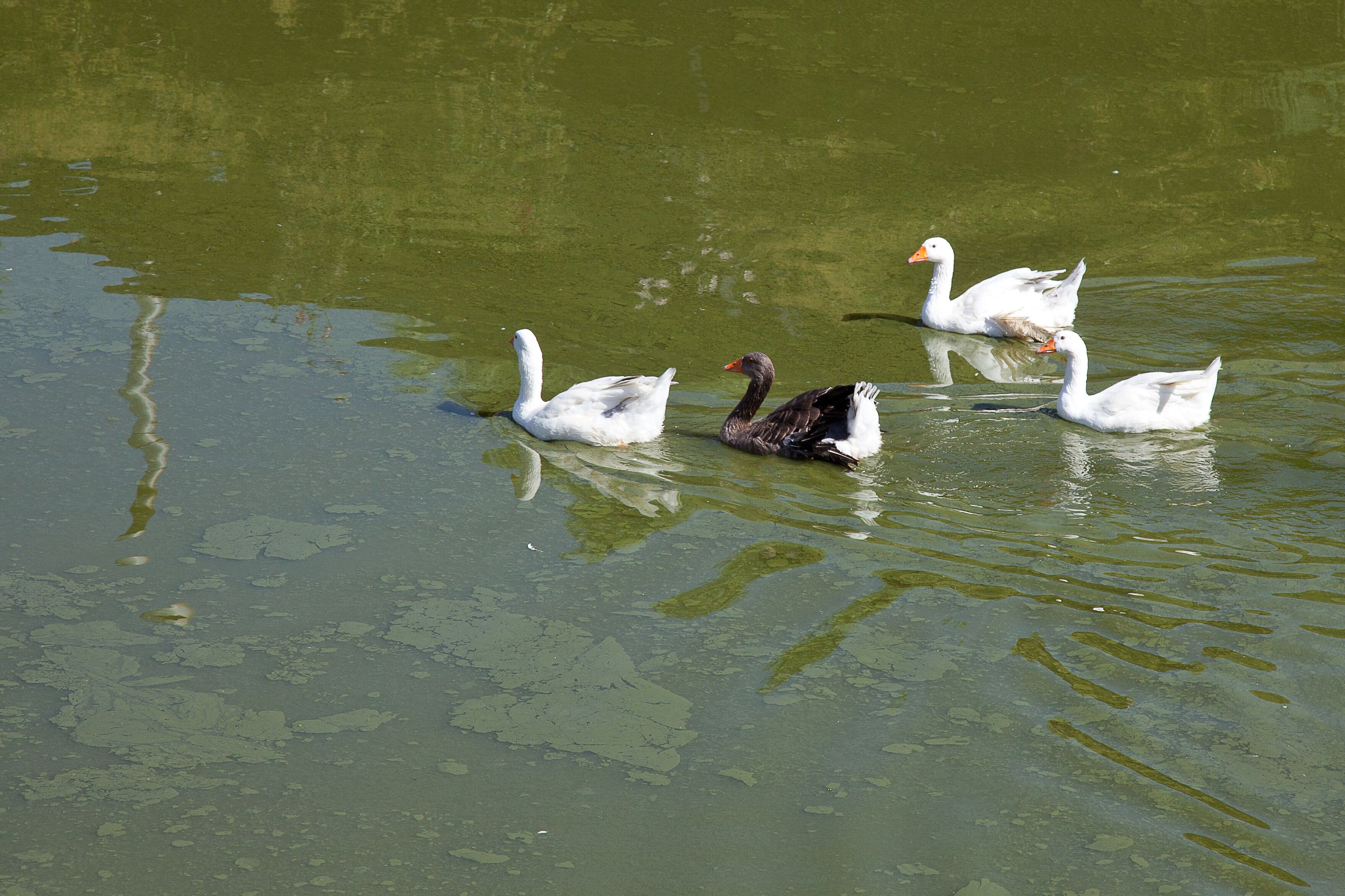 Three swans swimming in a body of water with greenish algae.