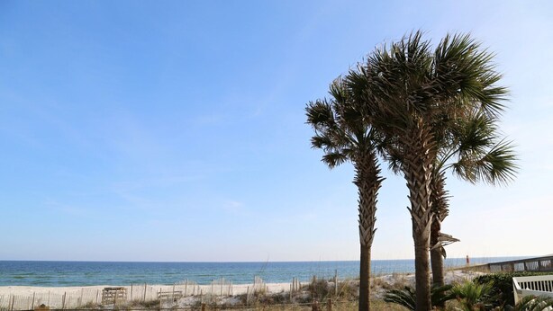 Een strand met palmbomen en een houten omheining.