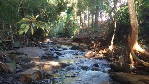 A clear stream flowing through a forested area with rocks and trees.