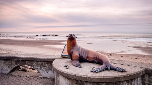 Una foca riposa su una struttura in cemento vicino alla spiaggia.