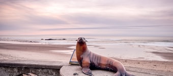 Oceanviews, deck, bbq and easy beach access await at this pet friendly home