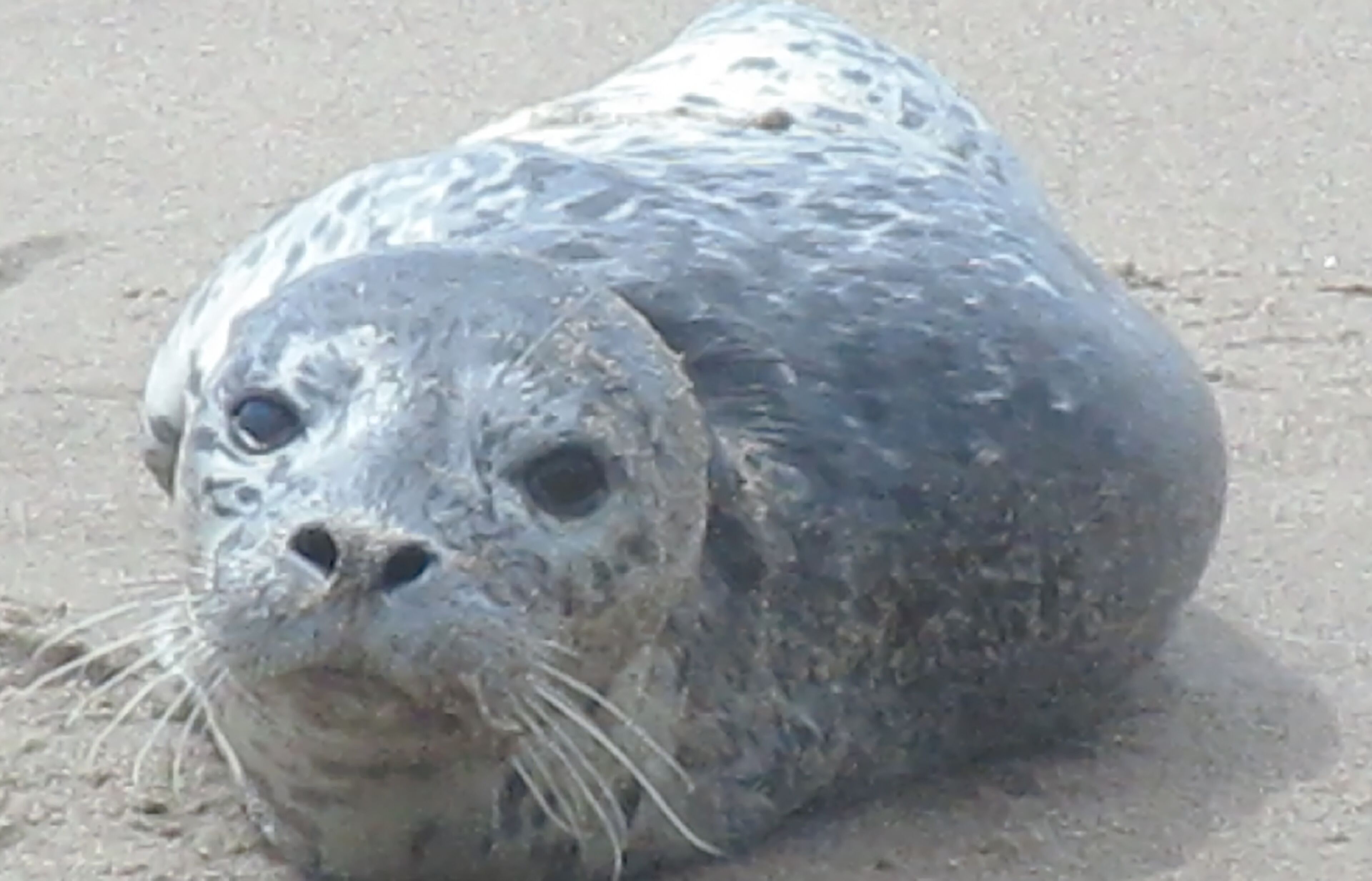A seal on a sandy surface.