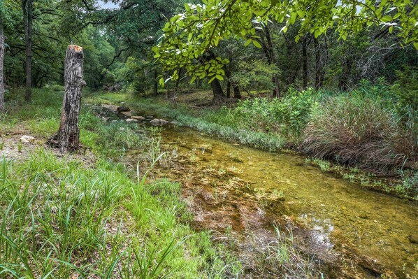 Un paysage naturel avec un ruisseau, une végétation luxuriante et le tronc d’un arbre.