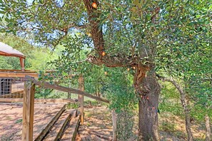 A tree with orange fruits, a wooden deck, and a metal fence. - Charming cottage near Tubing, Whitewater, Boat Ramps and more!!!! (Canyon Lake)