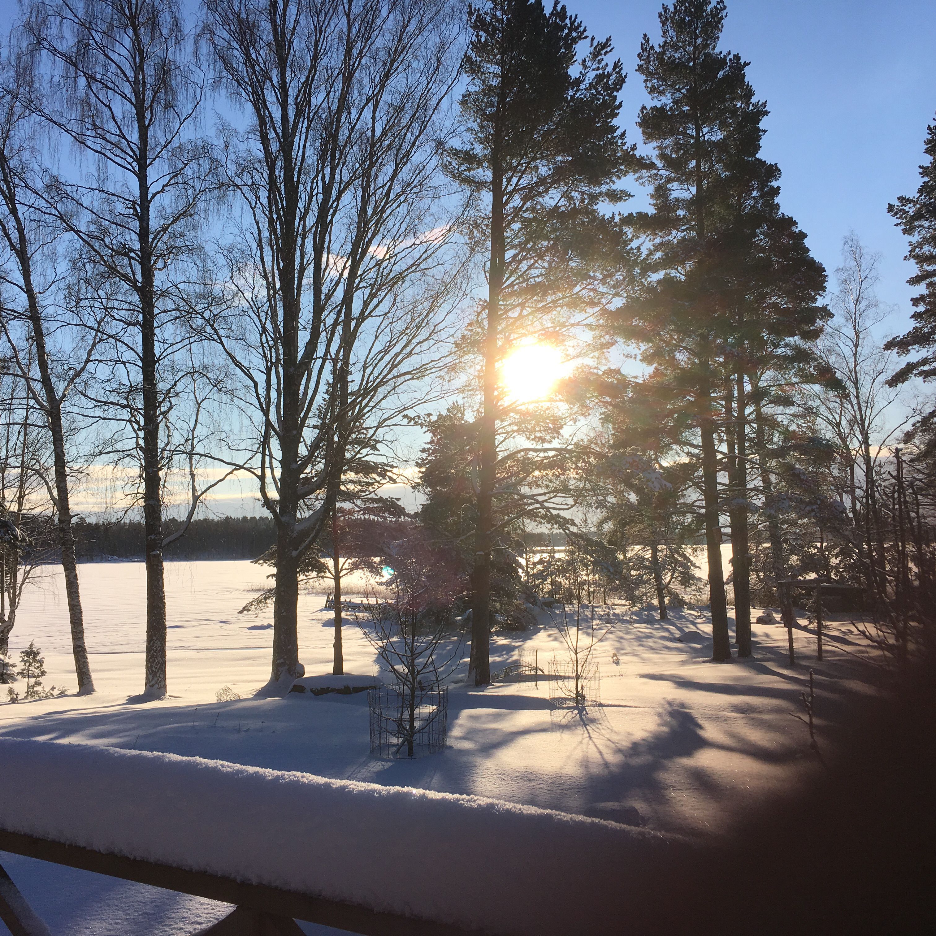 Winter sun
