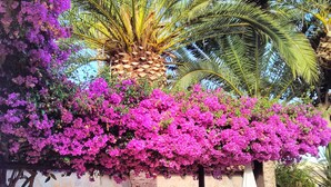 Terrace/patio - Hotel Montemar (Benissa)