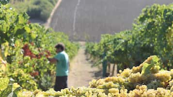Winery