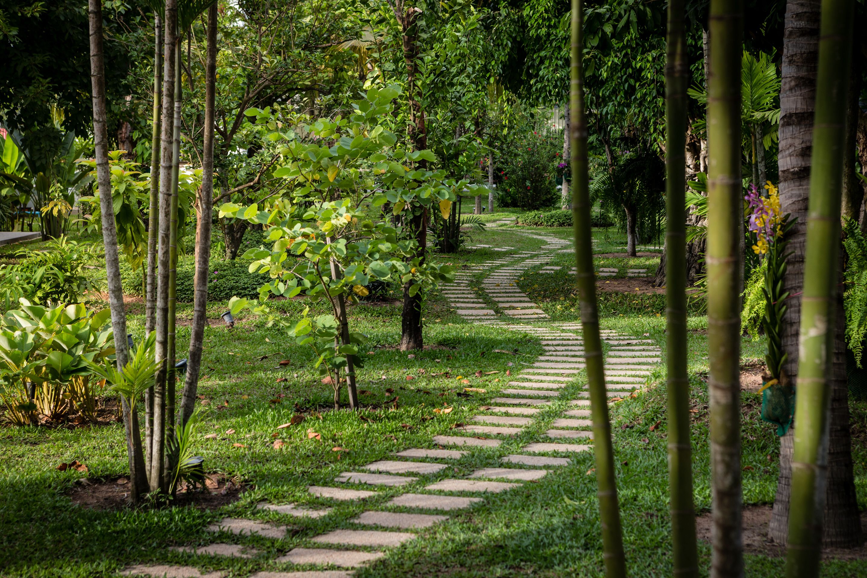 A stone pathway through a lush garden with various trees and plants.