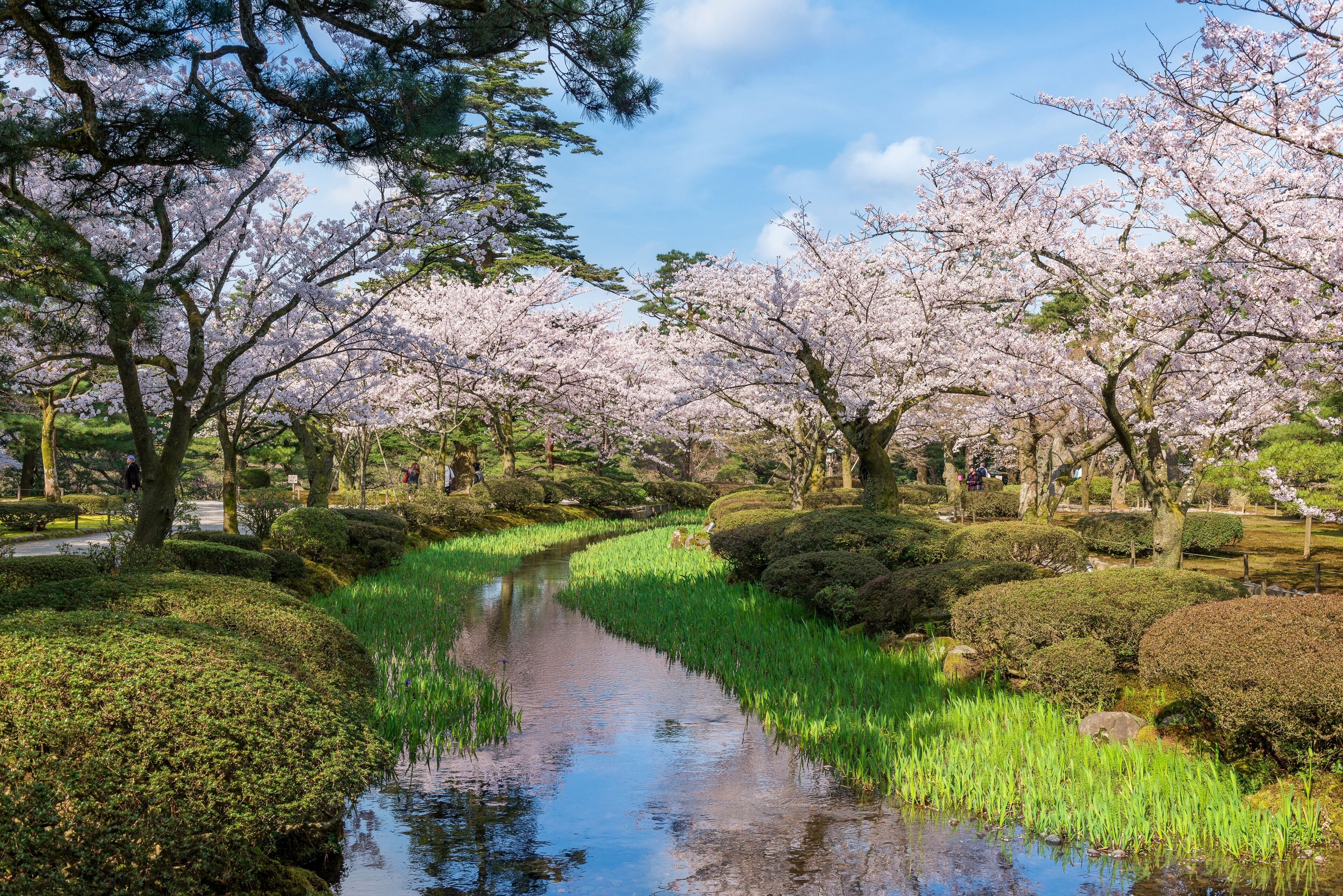 A serene park with cherry blossoms, a meandering stream, and neatly trimmed bushes.
