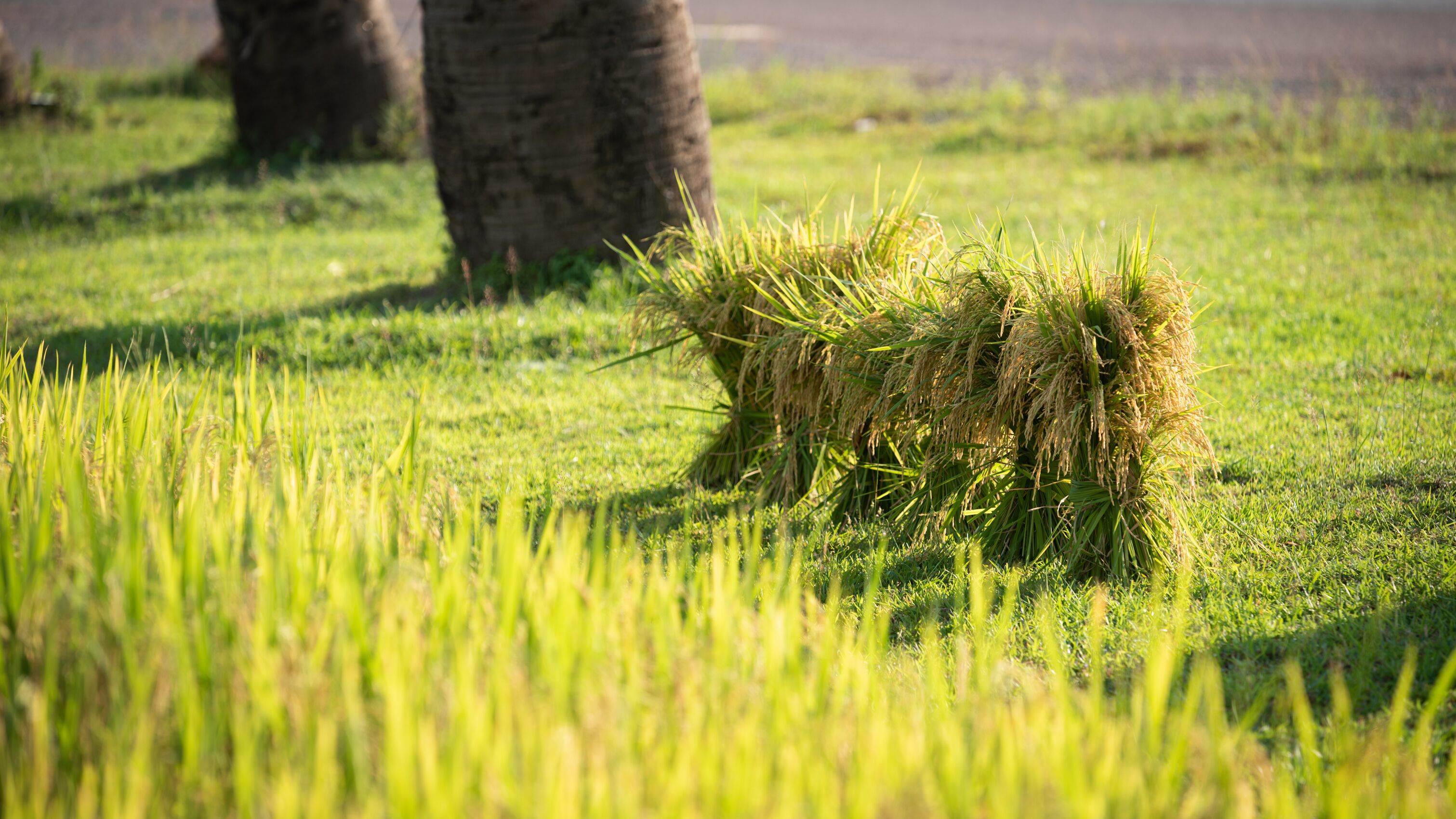 ropes course (team building)