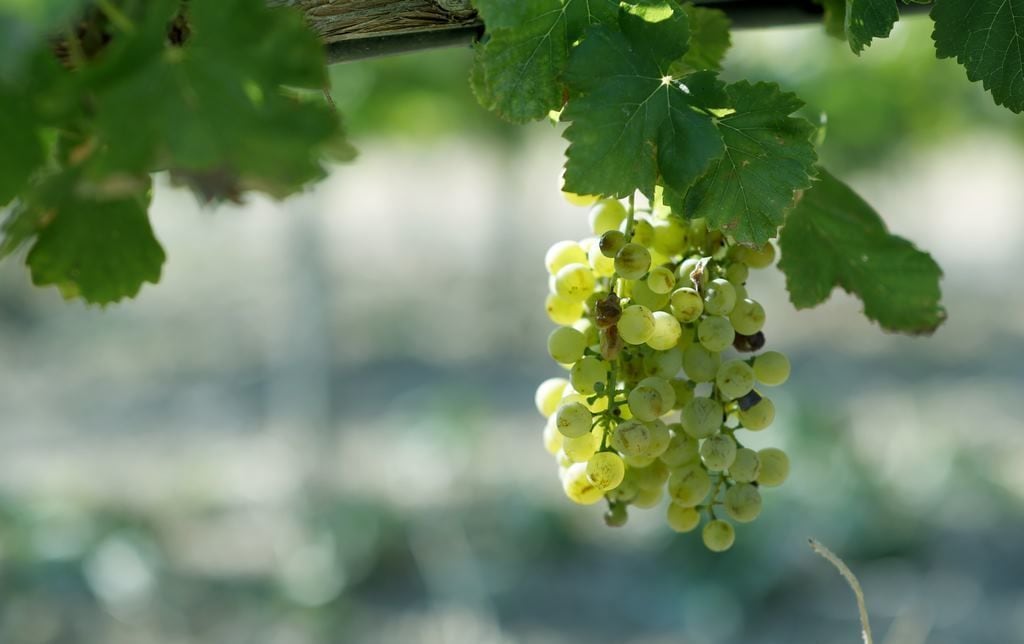 A cluster of green grapes hanging from a vine with large leaves, set against a blurred background.