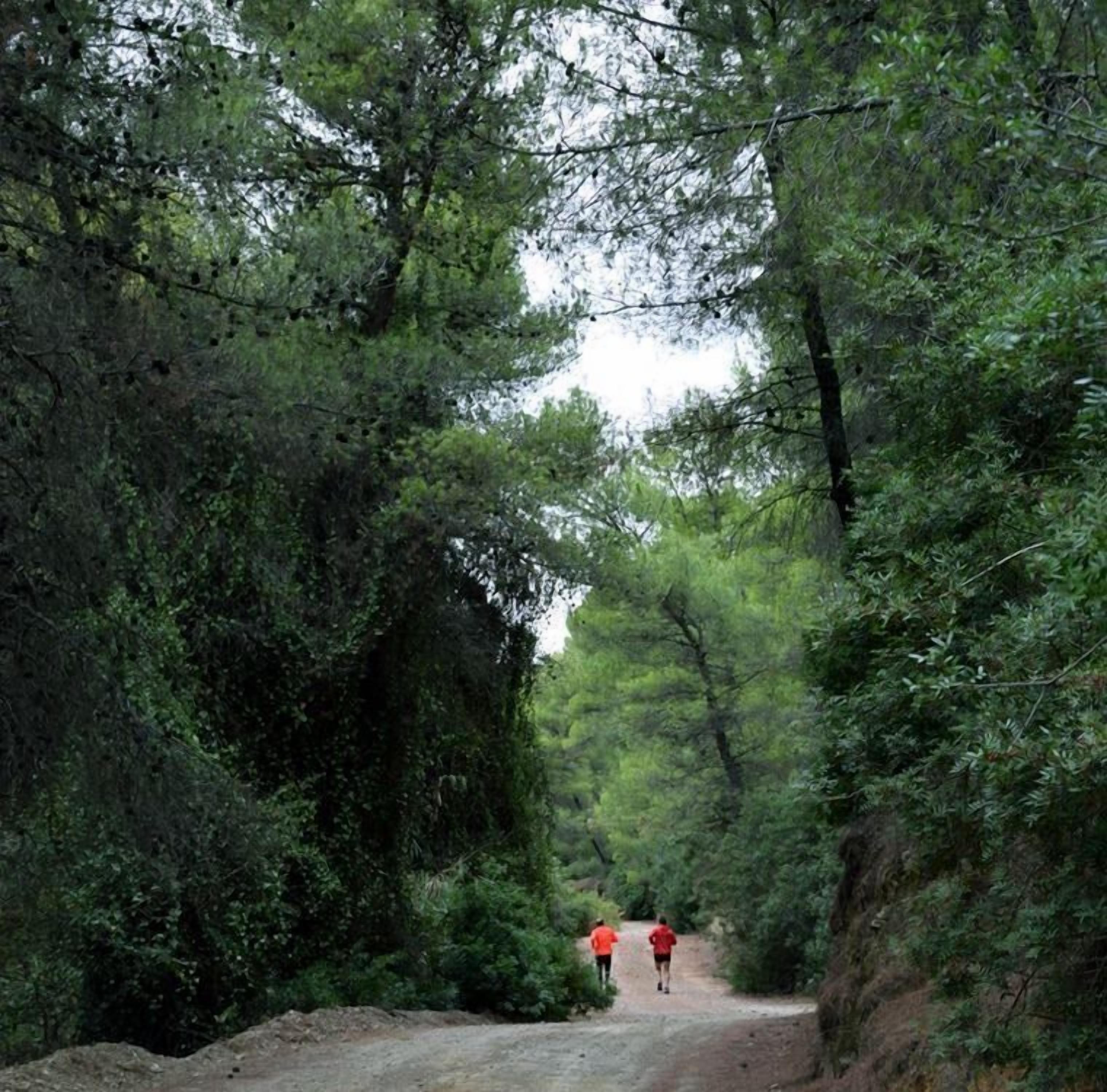 Ein schmaler Feldweg, gesäumt von dichtem Baumbestand, der in einen bewaldeten Bereich führt.