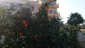 Un edificio de varios pisos con balcones y un árbol con frutos naranjas al frente.