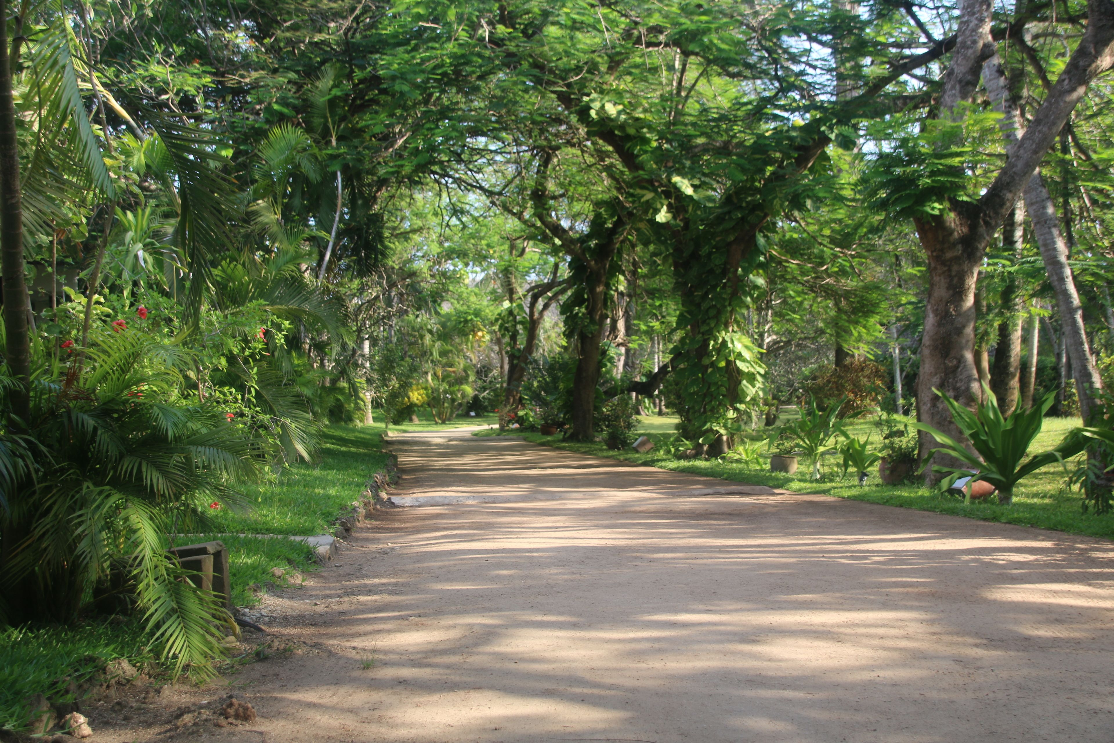 Un sendero pavimentado atraviesa un parque exuberante y verde, bordeado de follaje denso y árboles a ambos lados.