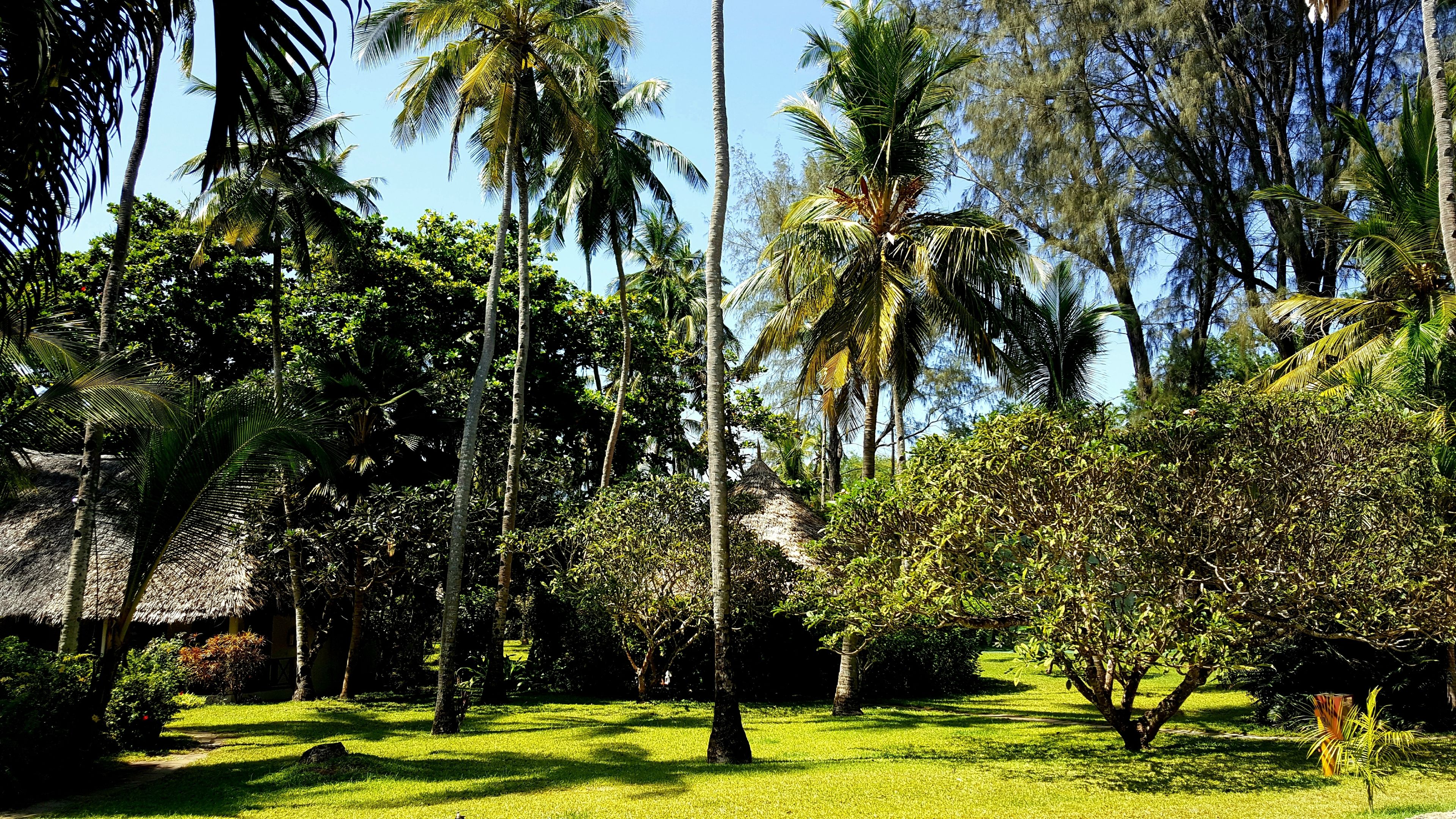 Um jardim tropical com palmeiras, uma construção de palha e um gramado bem cuidado.
