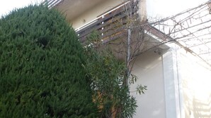 A building with a stone-paved entrance, a large evergreen tree, and a small tree with sparse leaves. - Barac Apartments (Novi Vinodolski)
