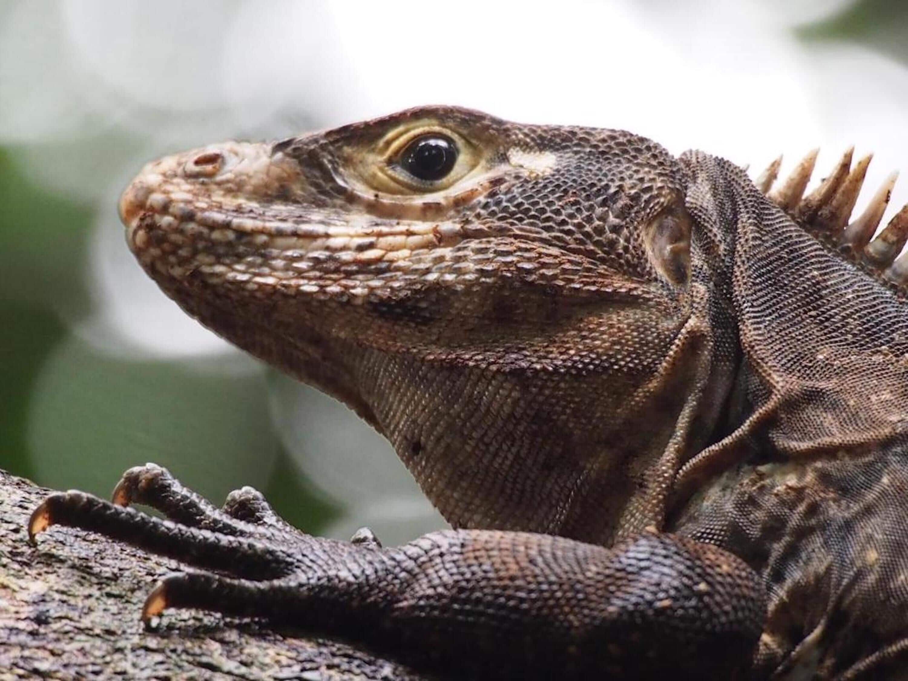 Primer plano de un reptil, probablemente un lagarto monitor, con escamas detalladas y piel con textura.