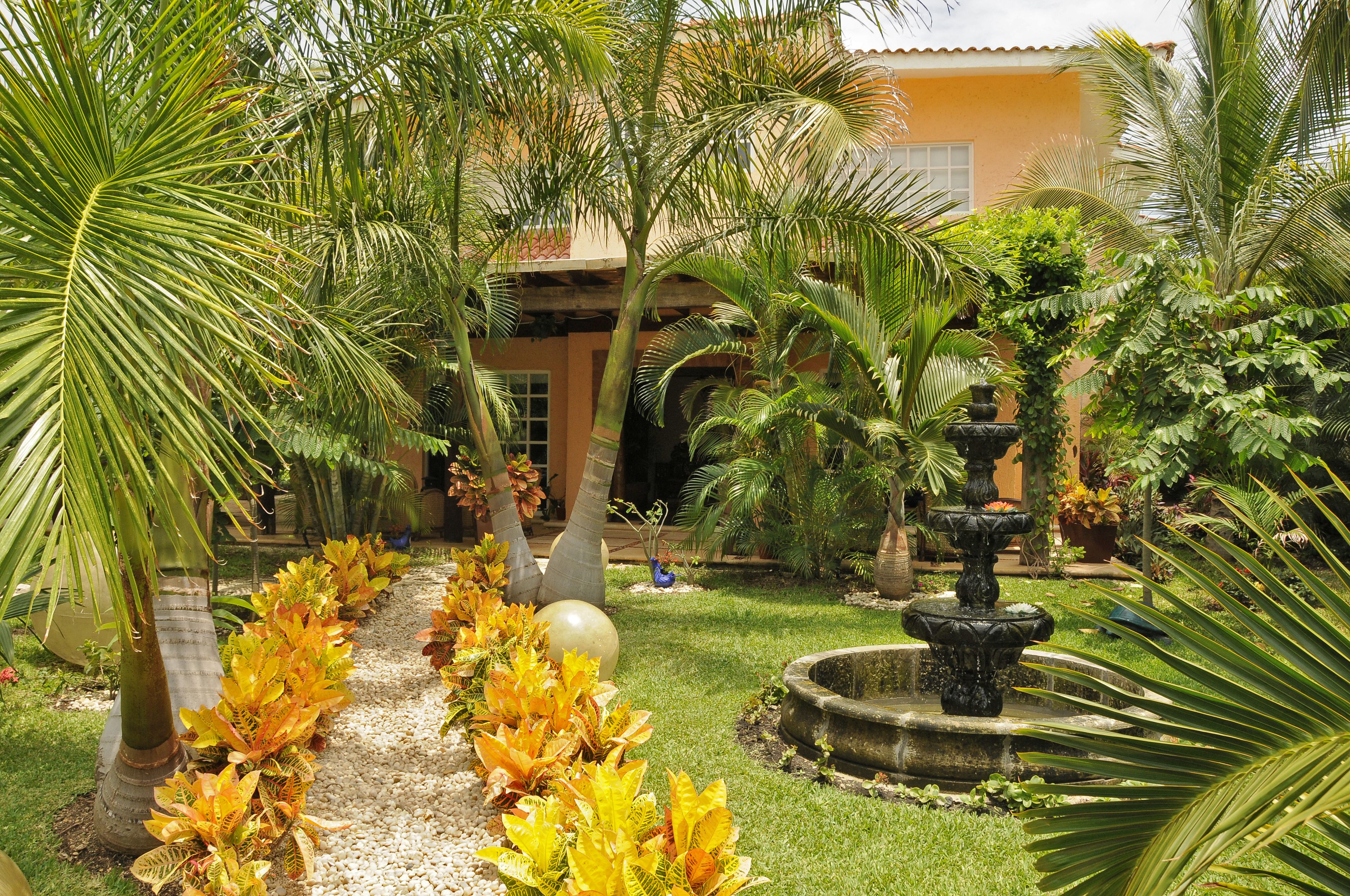 Un jardín con una fuente, palmeras y un sendero bordeado de plantas.