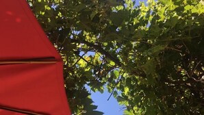 A red umbrella partially obscuring a view of a brick building and green foliage. - Sommerhof in the beautiful Havelland (Märkisch Luch OTBuschow)