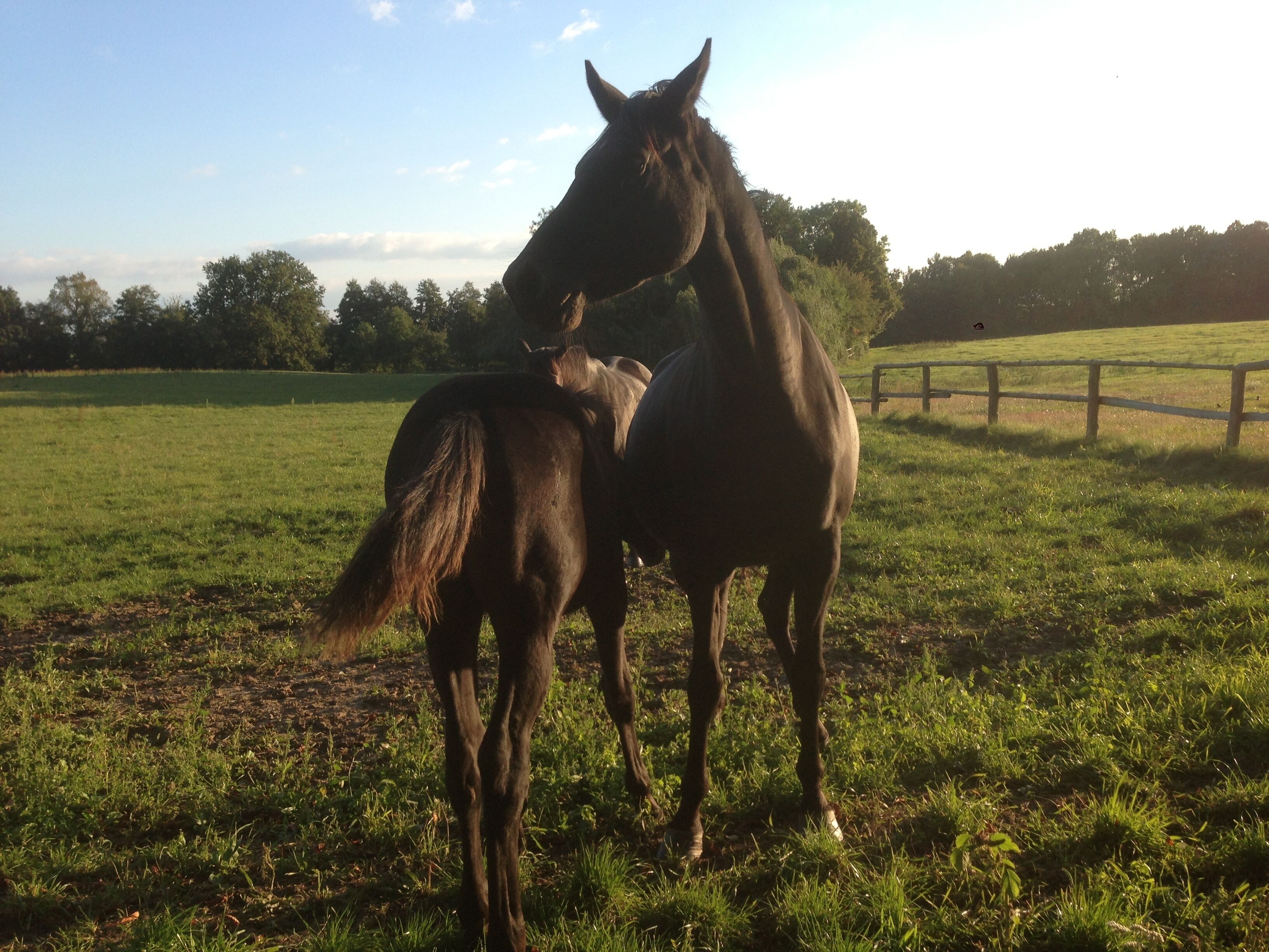 Two horses in a grassy field with a wooden fence in the background.