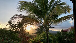 A tropical garden with a palm tree and various plants.
