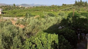 A view from a balcony overlooking a vineyard with rows of grapevines and distant mountains. - Apartments Rania (Nafplio)