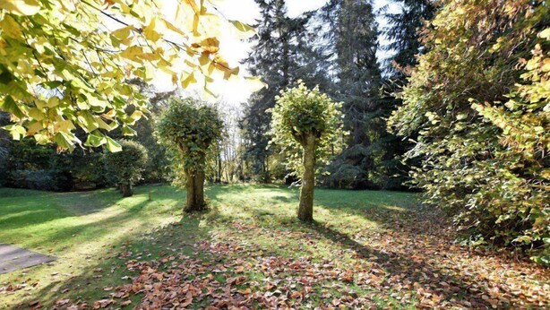 Un jardin avec une pelouse, des arbres et un sentier recouvert de feuilles mortes.
