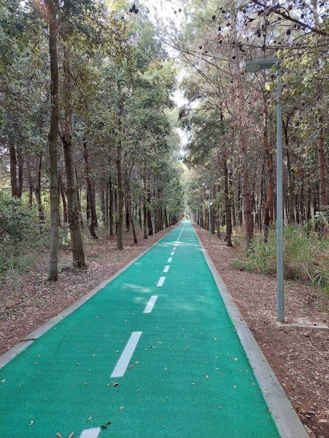 A green bike path flanked by trees in a forested area.