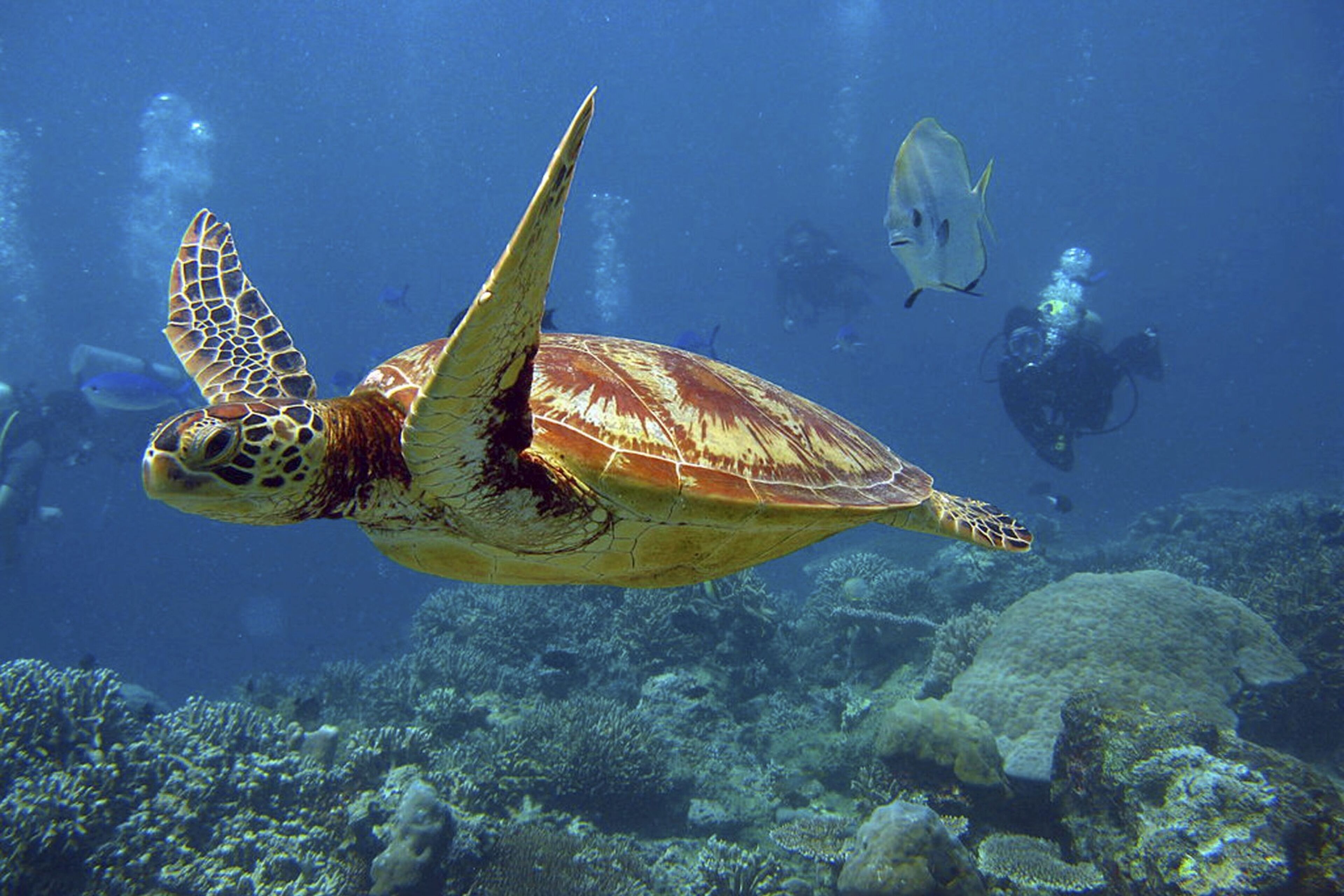 Une tortue de mer nageant près d’un récif corallien, avec un plongeur en arrière-plan.