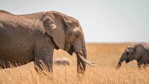 Un grand éléphant dans un champ d’herbe.