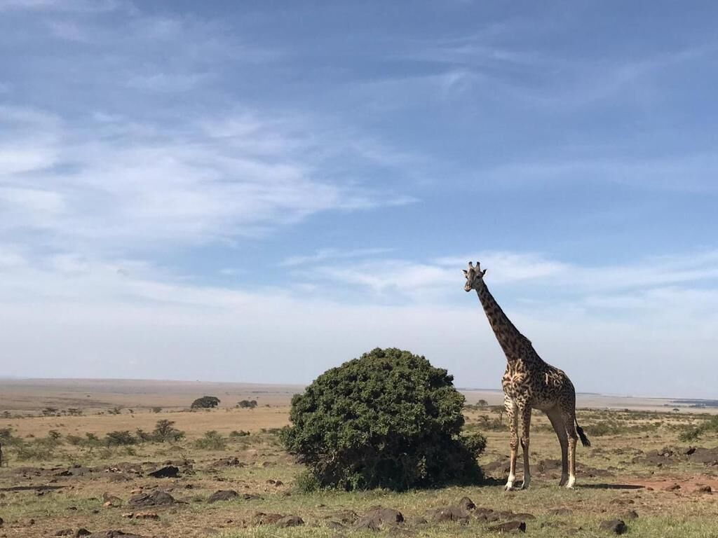 Een giraffe staat in een savannelandschap met schaarse begroeiing en een heldere lucht.