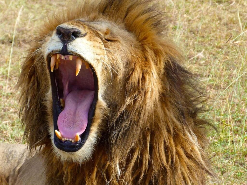 Un león con la boca abierta, mostrando sus dientes y lengua.