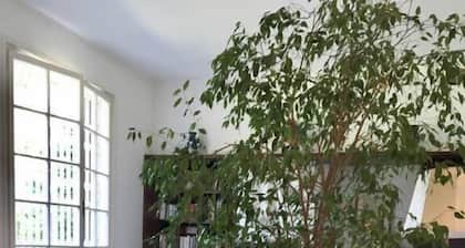 B&B Le Magnolie
